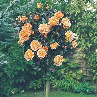Just Joey Rose Tree - Image 3