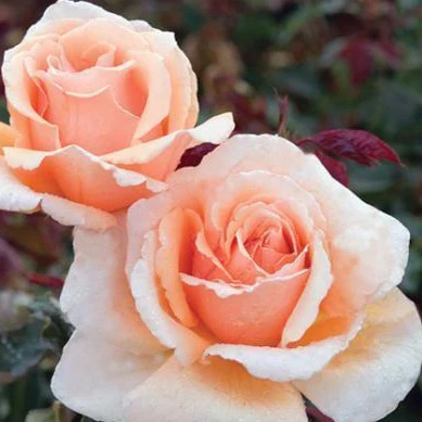Just Joey Rose Tree - Image 4