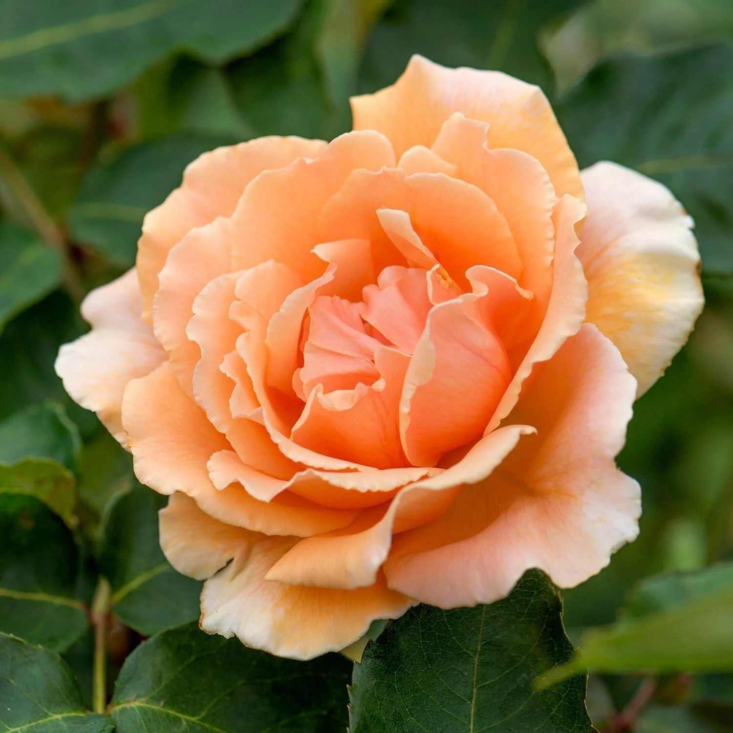 Just Joey Rose Tree - Image 5