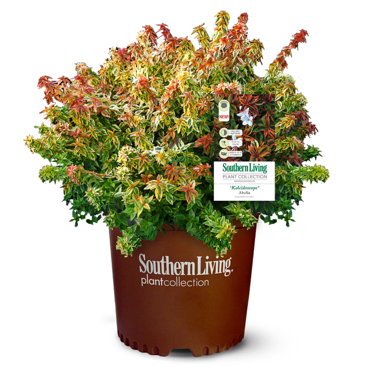 Kaleidoscope Abelia - Image 5