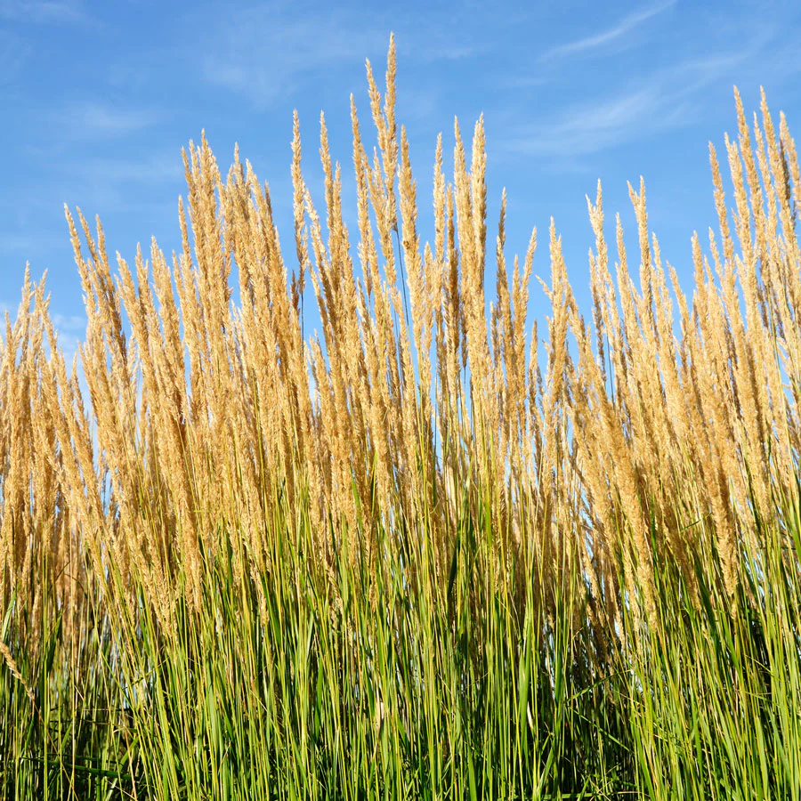 Karl Foerster Grass - Image 2