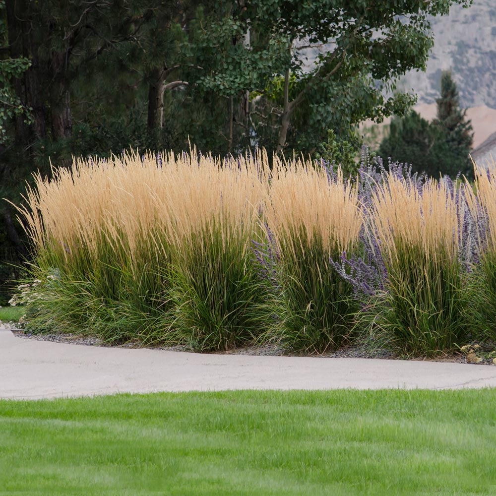 Karl Foerster Grass - Image 3