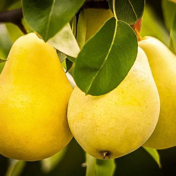 Kieffer Pear Tree