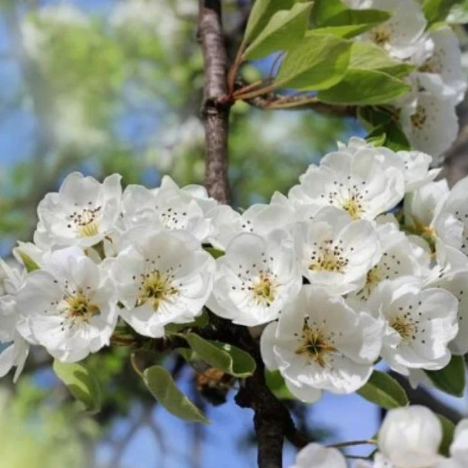 Kieffer Pear Tree - Image 2