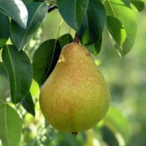 Kieffer Pear Tree - Image 3