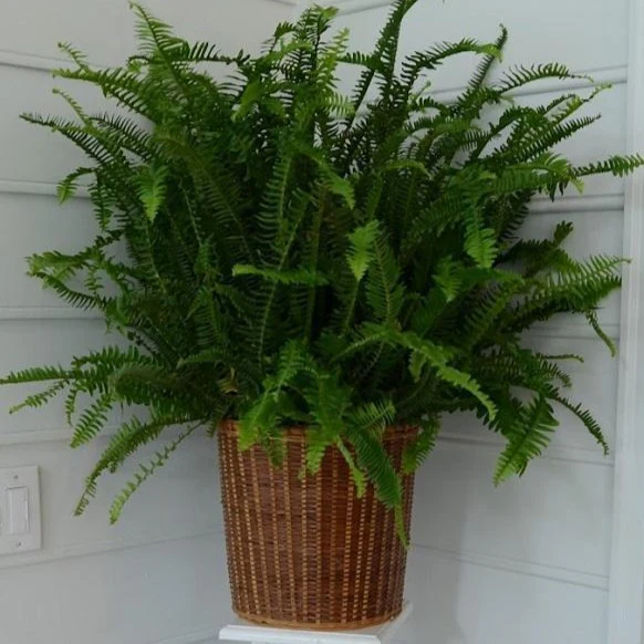 Kimberly Queen Fern - Image 3