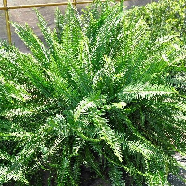 Kimberly Queen Fern - Image 4