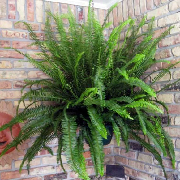 Kimberly Queen Fern - Image 5