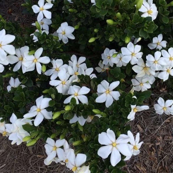 Kleim's Hardy Gardenia - Image 3