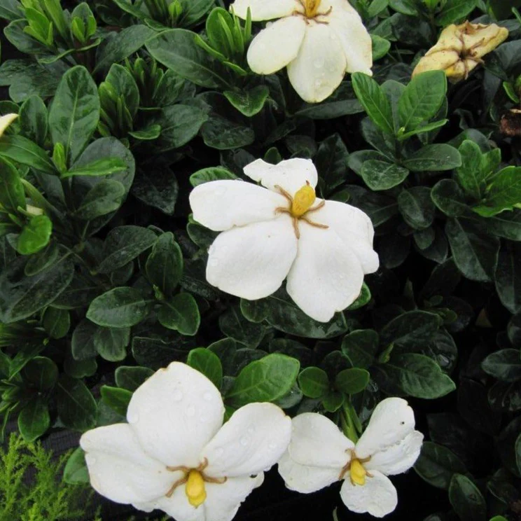 Kleim's Hardy Gardenia - Image 4