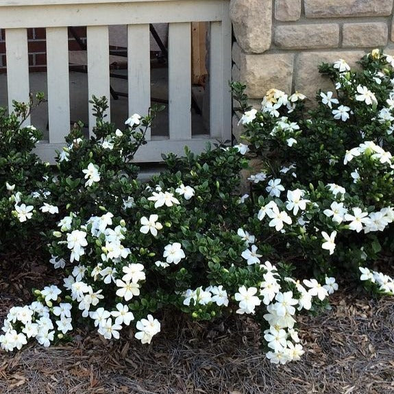Kleim's Hardy Gardenia - Image 5