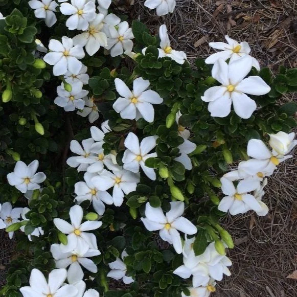 Kleim's Hardy Gardenia - Image 6