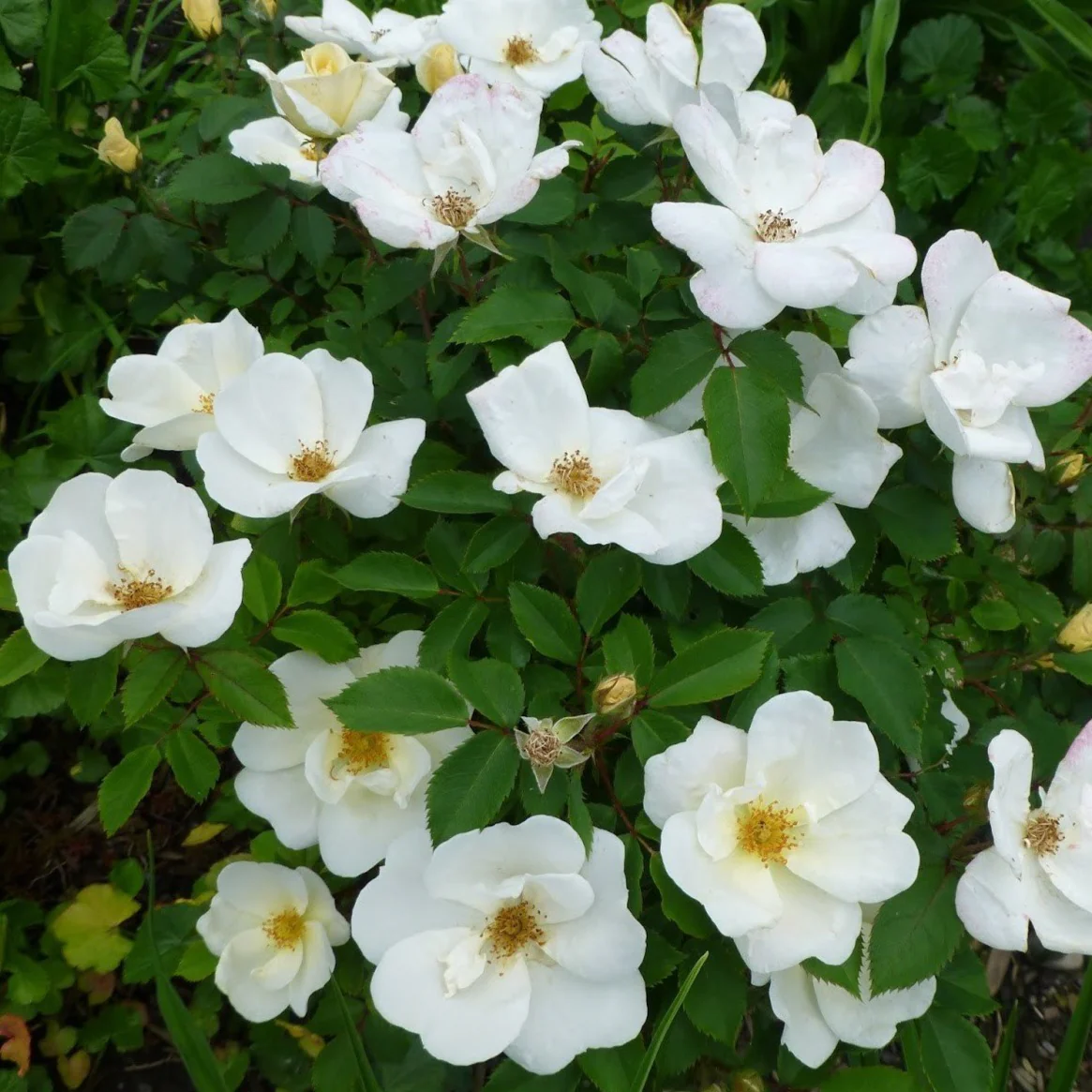 Knock Out® White Rose