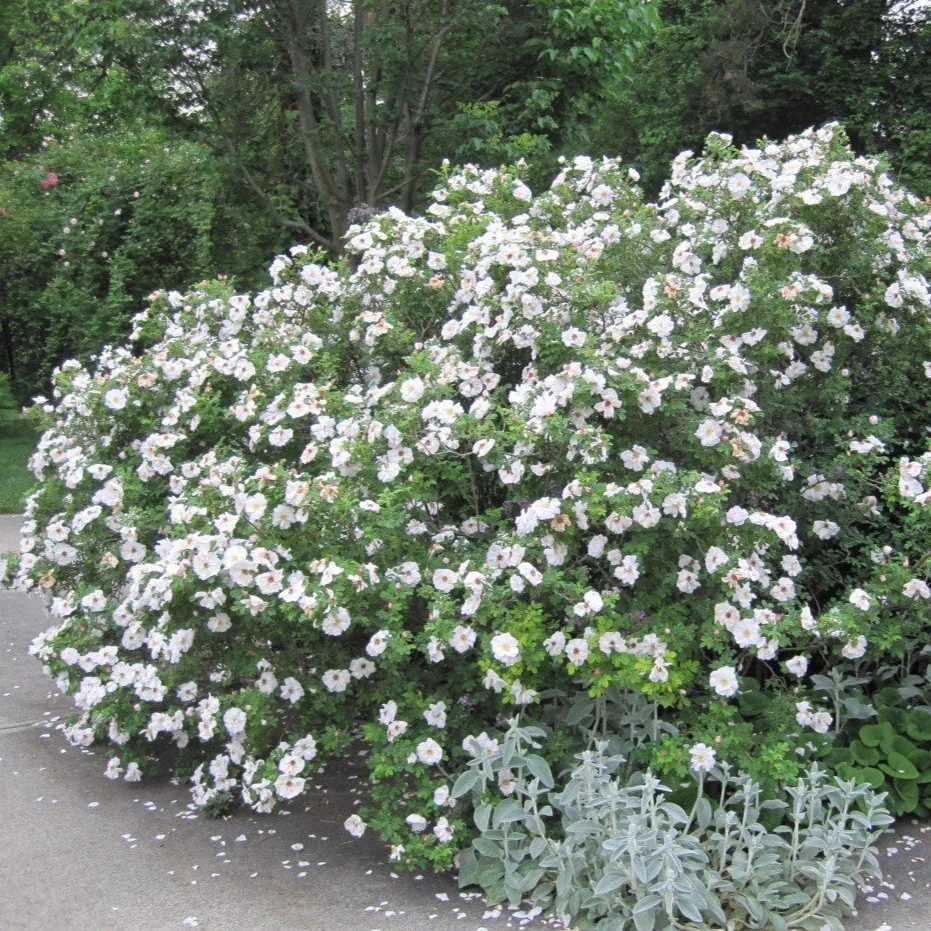 Knock Out® White Rose - Image 2