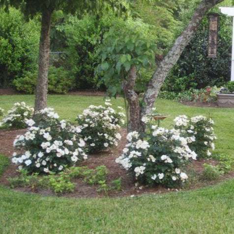 Knock Out® White Rose - Image 4