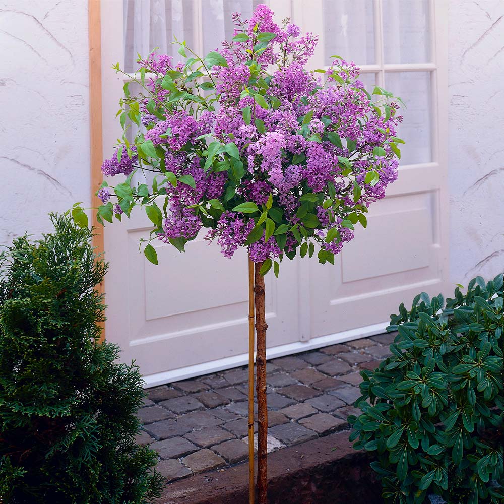 Korean Lilac Tree - Image 3