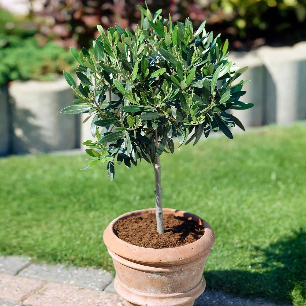 Koroneiki Greek Olive Tree - Image 3