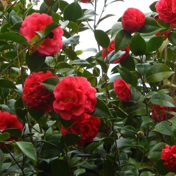 Kramer's Supreme Camellia - Image 2