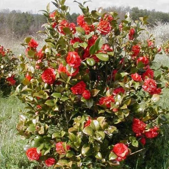 Kramer's Supreme Camellia - Image 3