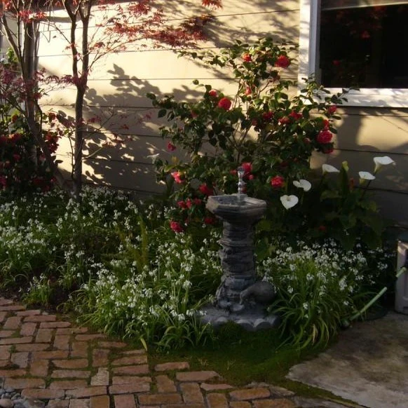 Kramer's Supreme Camellia - Image 4