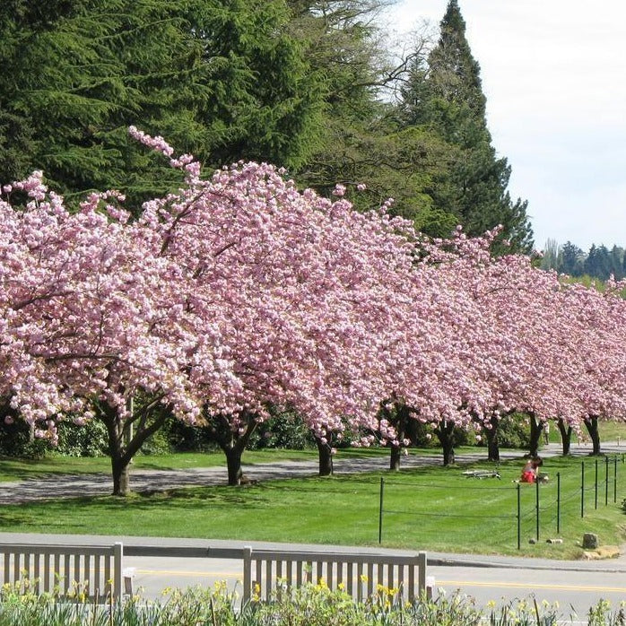 Kwanzan Cherry Tree - Image 2