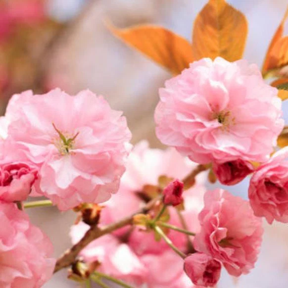 Kwanzan Cherry Tree - Image 3