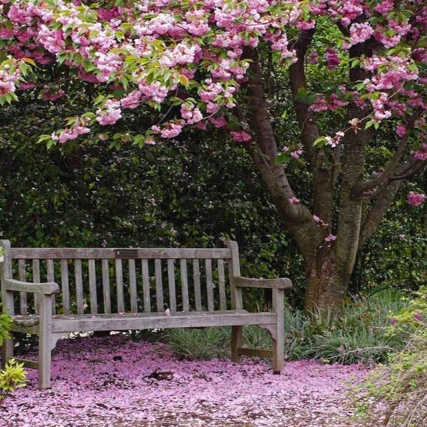 Kwanzan Cherry Tree - Image 4