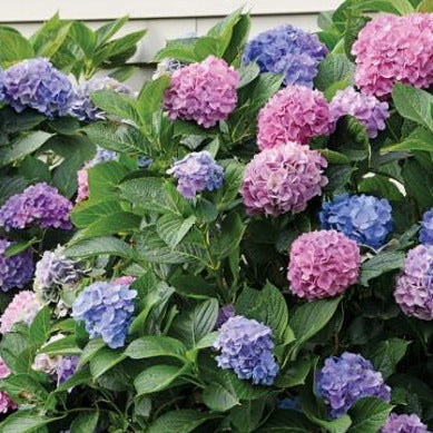 L.A. Dreamin® Hydrangea - Image 3