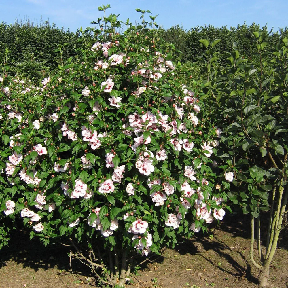 Lady Stanley Pink Althea Hibiscus Tree Form - Image 2
