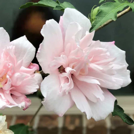 Lady Stanley Pink Althea Hibiscus Tree Form - Image 3