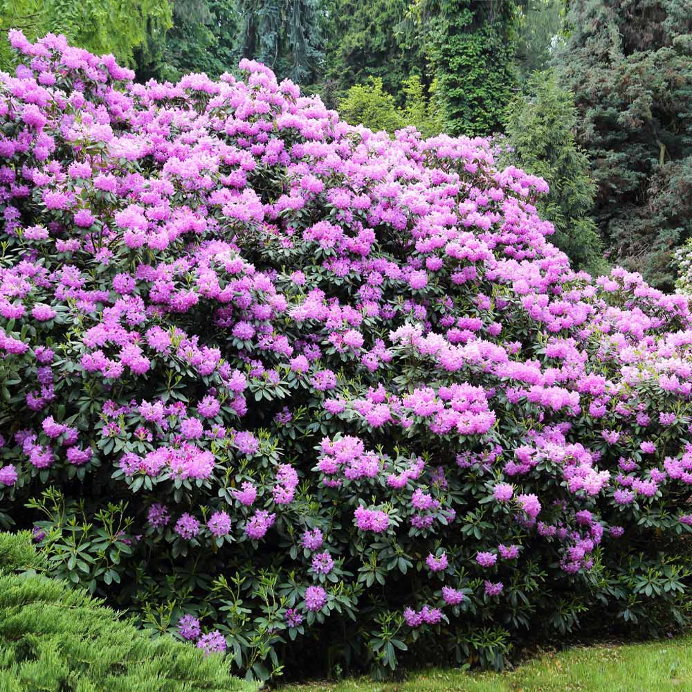Lavender Rhododendron - Image 2
