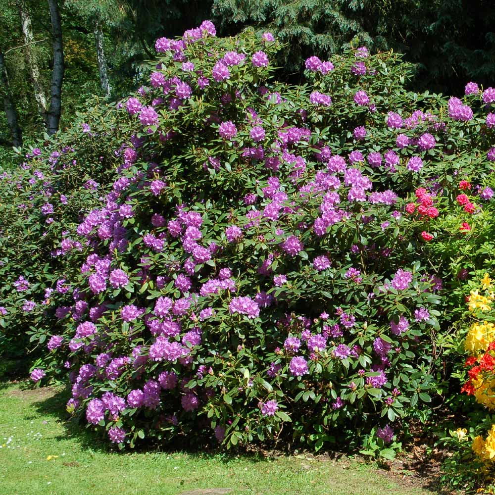 Lavender Rhododendron - Image 3