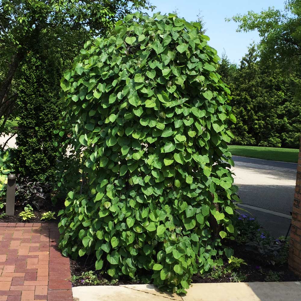 Lavender Twist Weeping Redbud Tree - Image 2
