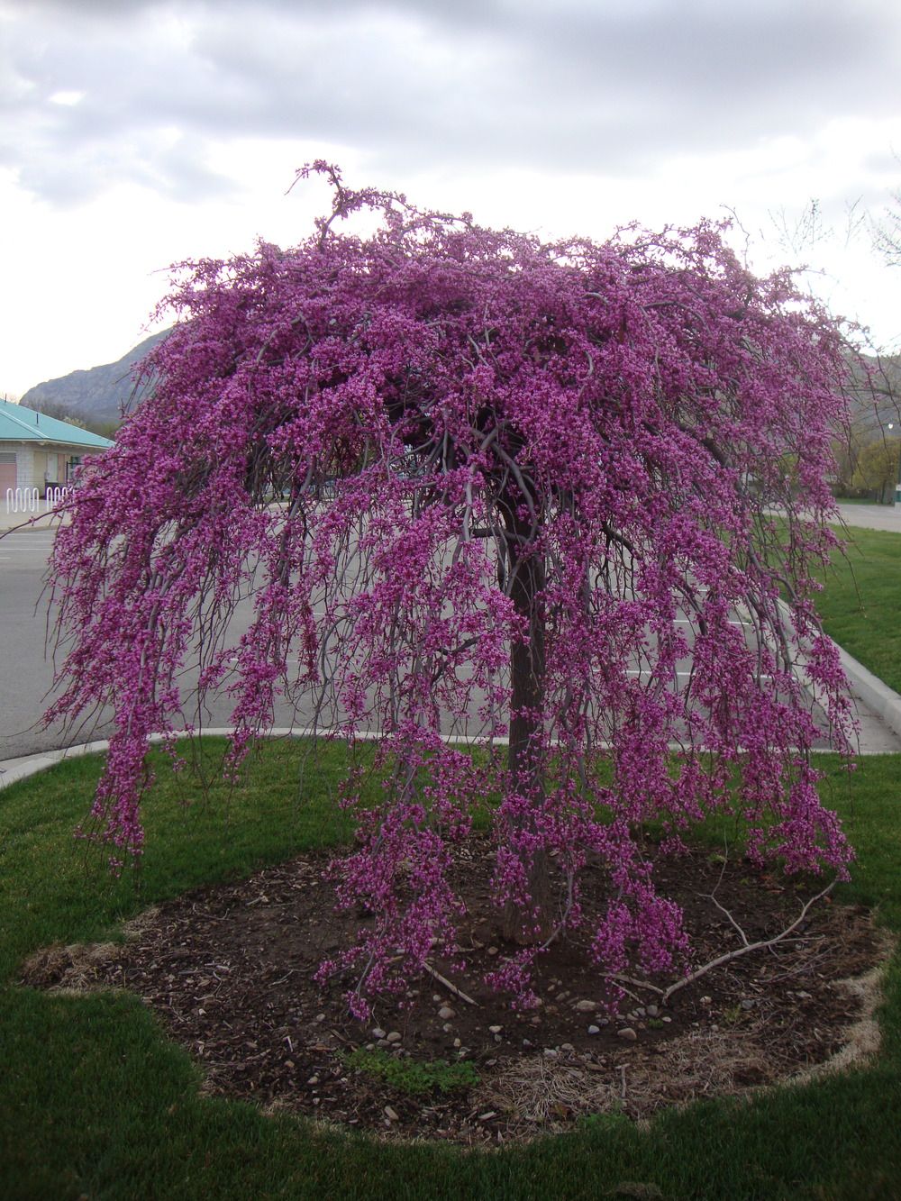 Lavender Twist Weeping Redbud Tree - Image 3