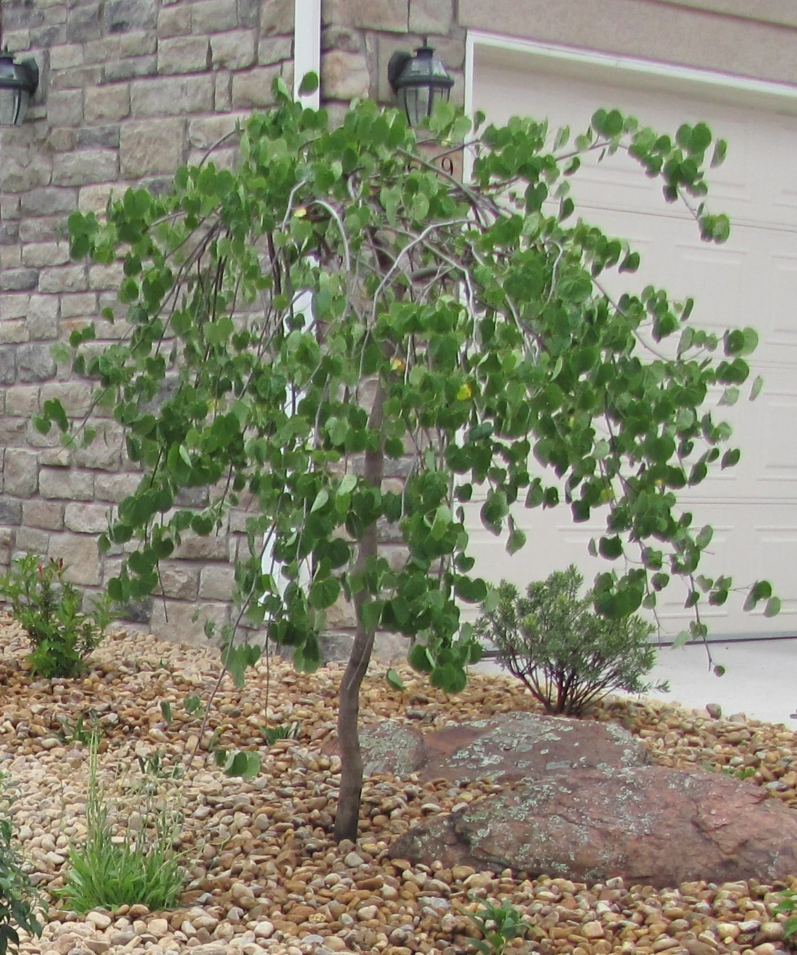 Lavender Twist Weeping Redbud Tree - Image 4