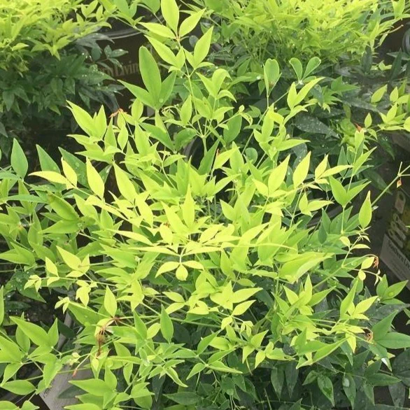 Lemon Lime Nandina - Image 2