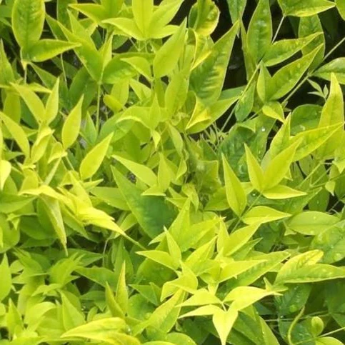 Lemon Lime Nandina - Image 3