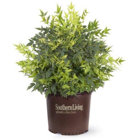Lemon Lime Nandina - Image 4