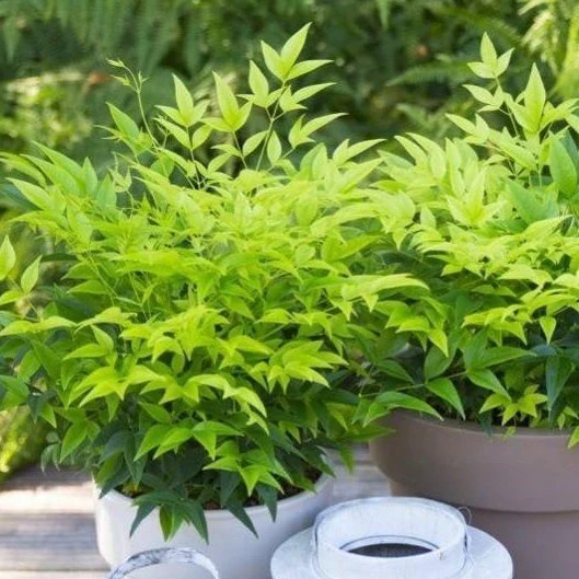 Lemon Lime Nandina - Image 5