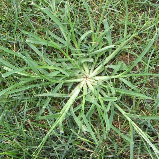 Lesco Fertilizer Plus Herbicide 18-0-4 - 50 lbs. - Image 3