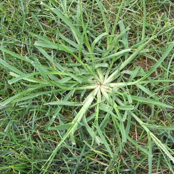 Lesco Fertilizer Plus Pre Emergent Herbicide 13-0-5 - 50lbs. - Image 3