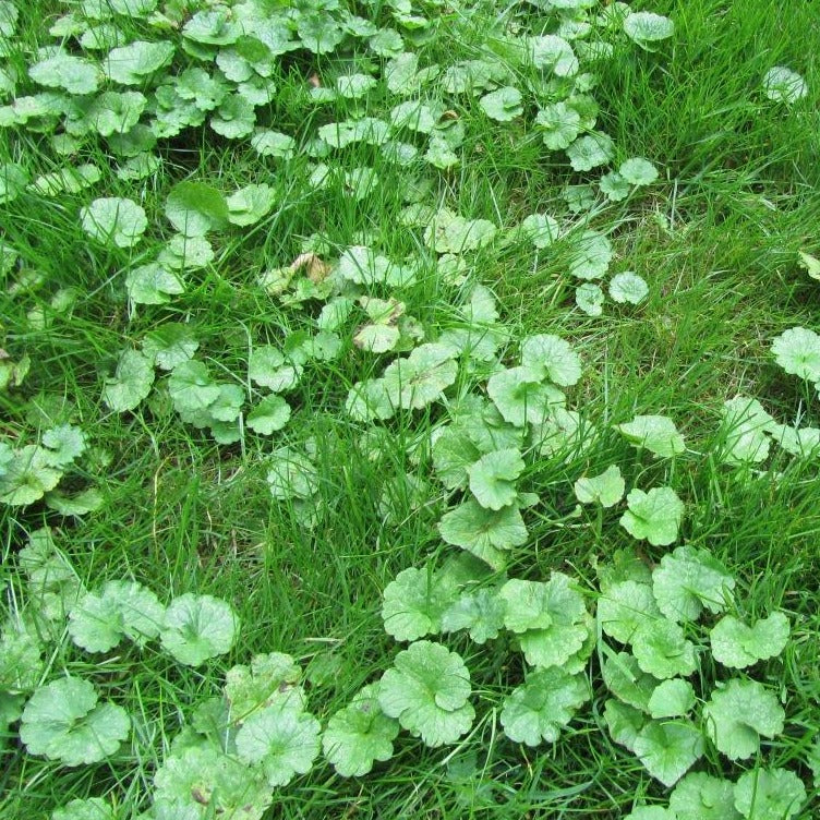 Lesco Weed & Feed 18-2-3 - Image 3