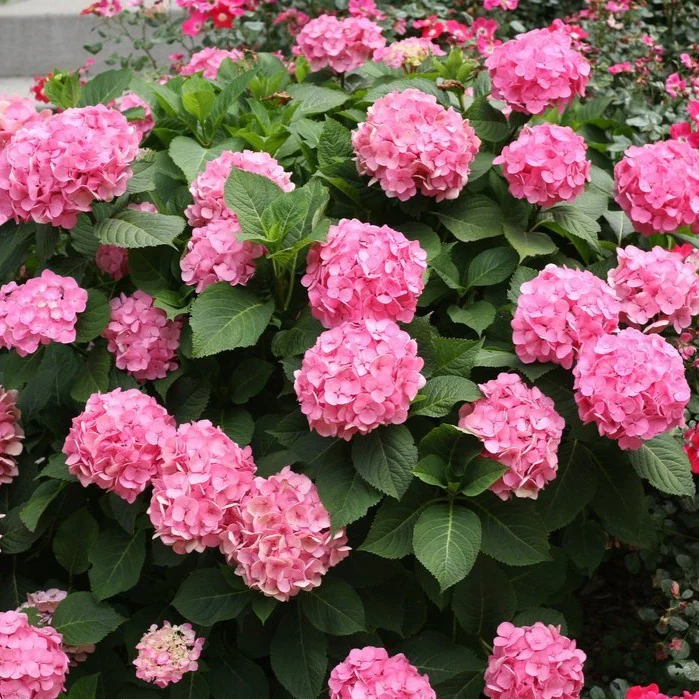 Let's Dance Big Easy Hydrangea