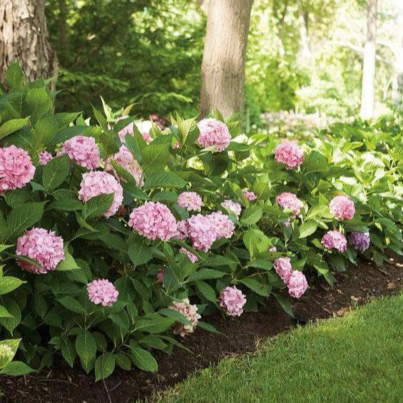 Let's Dance Big Easy Hydrangea - Image 2