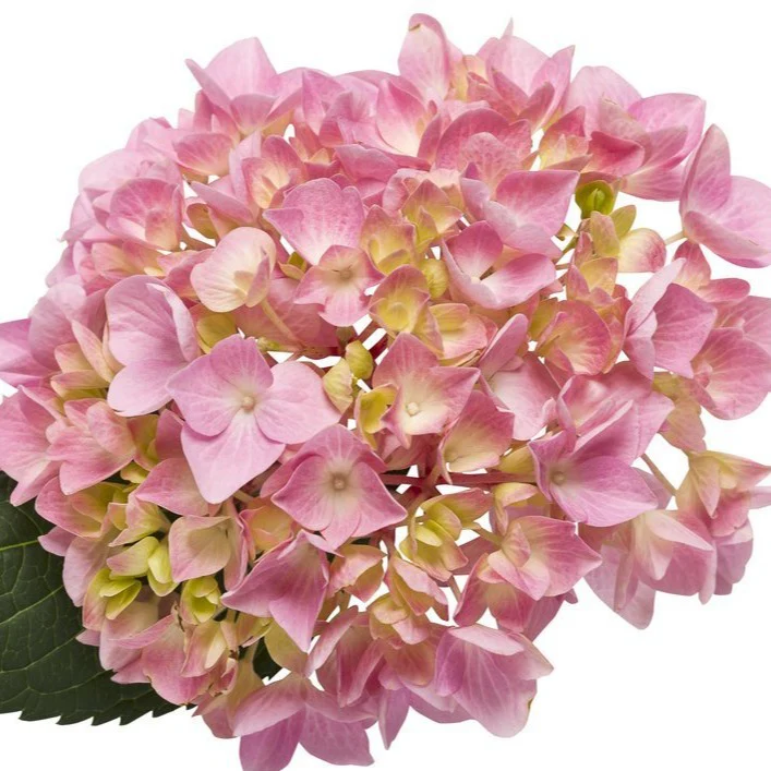 Let's Dance Big Easy Hydrangea - Image 3