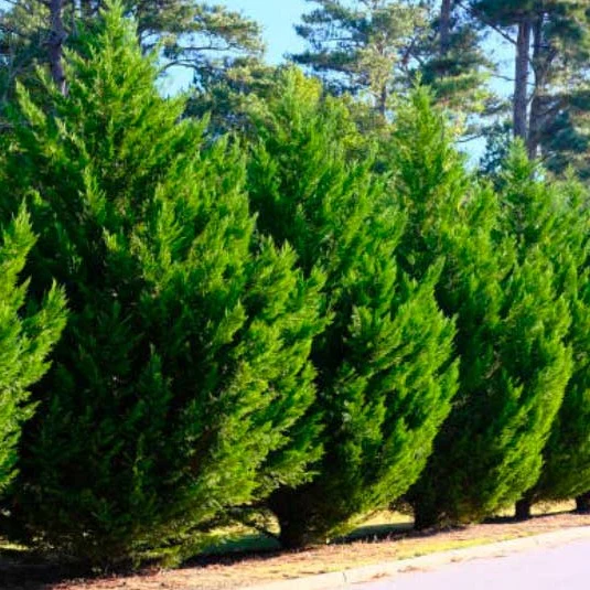 Leyland Cypress - Image 3