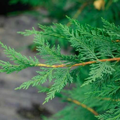 Leyland Cypress - Image 4