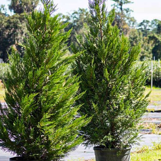 Leyland Cypress - Image 5