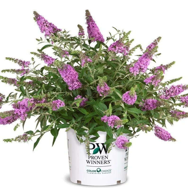 Lilac Chip Butterfly Bush - Image 3