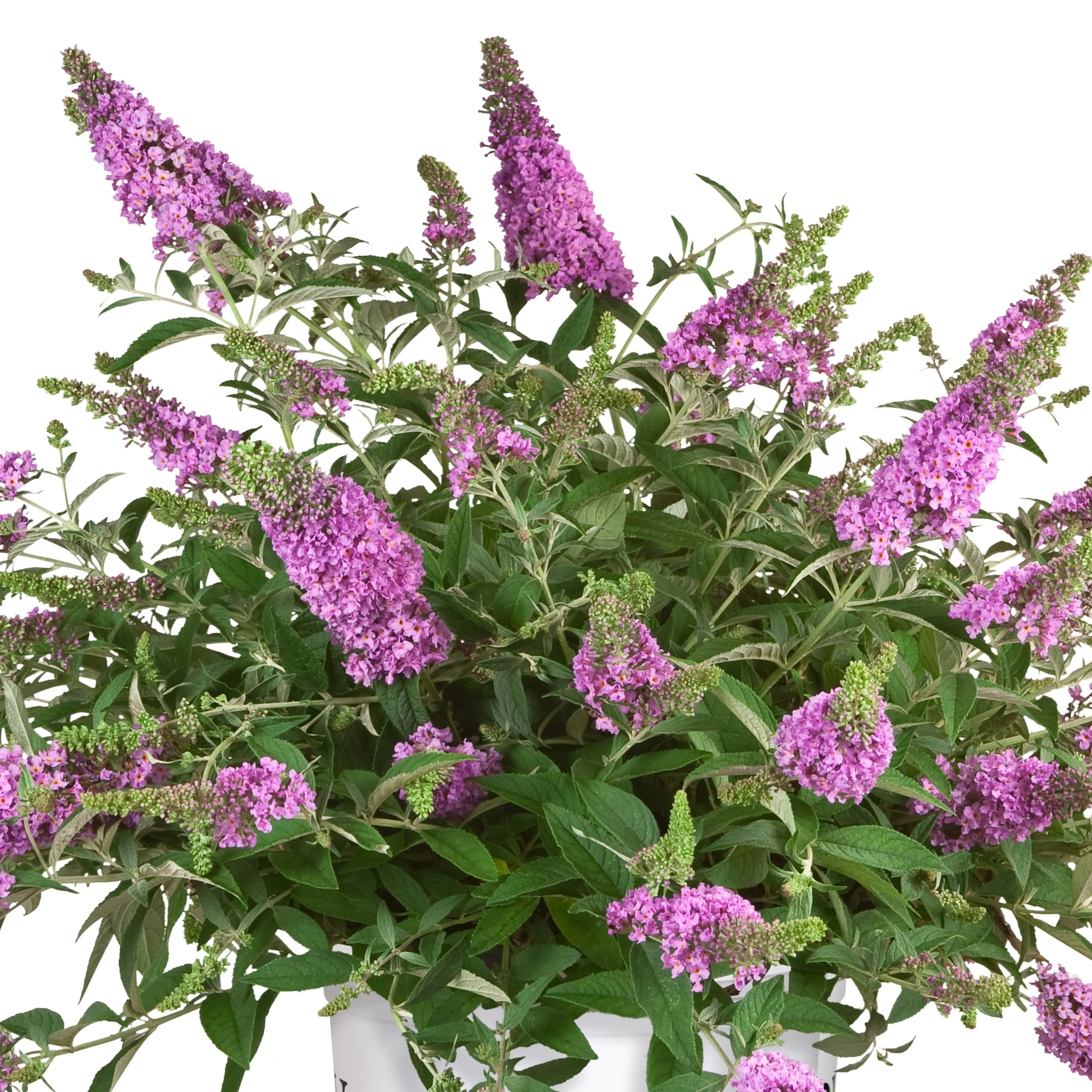 Lilac Chip Butterfly Bush - Image 4